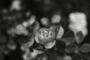 Růže na černobílé fotografii.