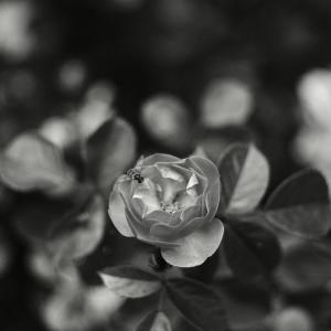 Růže na černobílé fotografii.